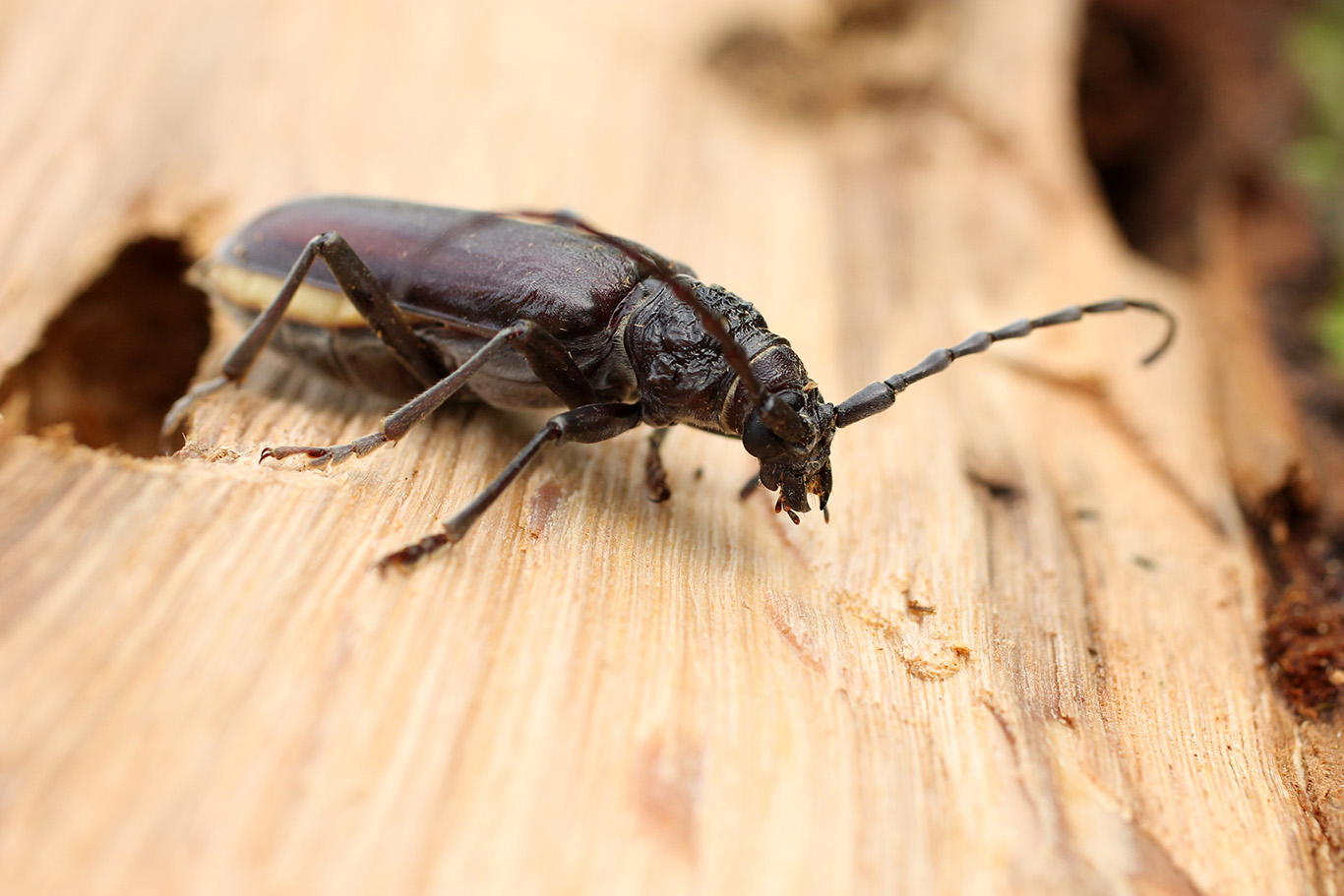 Traiter les bois attaqués par les insectes - Energie Plus Le Site